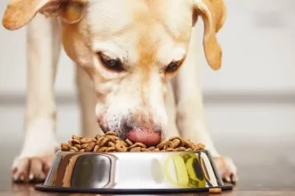 Best Dog Foods for Pitbull