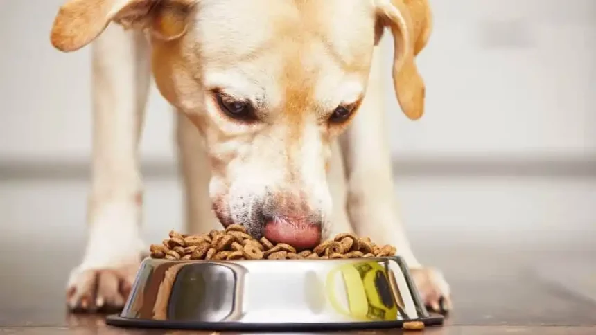 Best Dog Foods for Pitbull